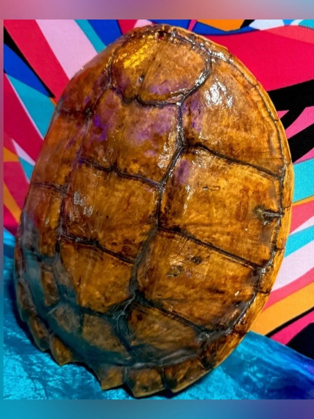 Natural Oddities Large Authentic Turtle Shell – Size Shown in Product Photos